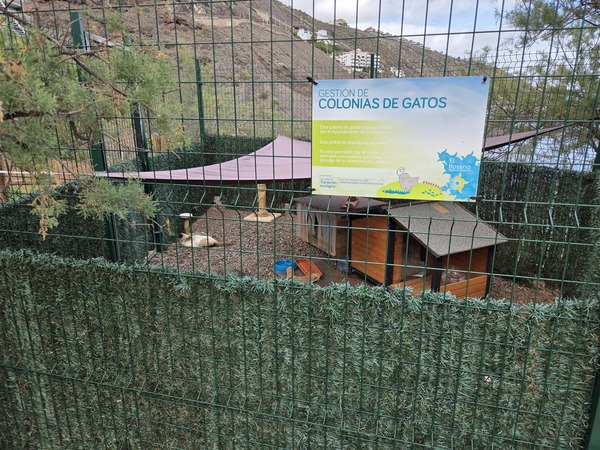 Colonia de gatos