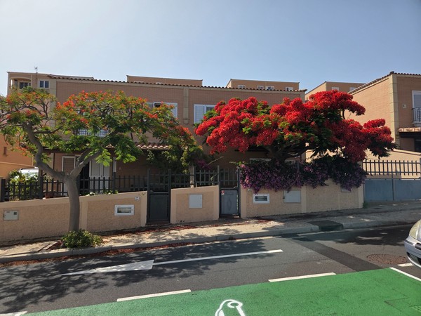 Flamboyán en plena floración roja junto a una vivienda en Costanera
