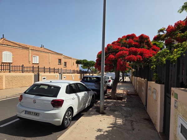 Vehículos estacionados bajo un flamboyán rojo en una acera de Costanera