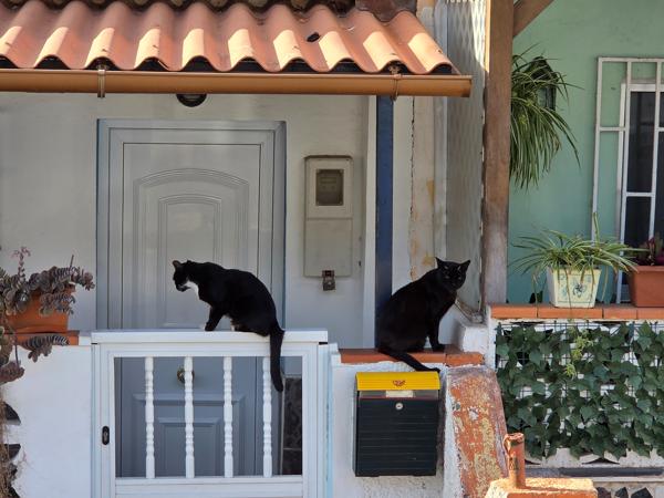 Dos gatos negros descansando en una entrada