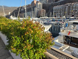 Arbustos verdes junto a los muelles