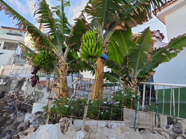 Platanera creciendo junto a una vivienda